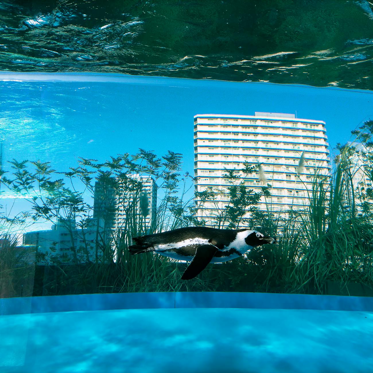 Penguin Conservation and Management
