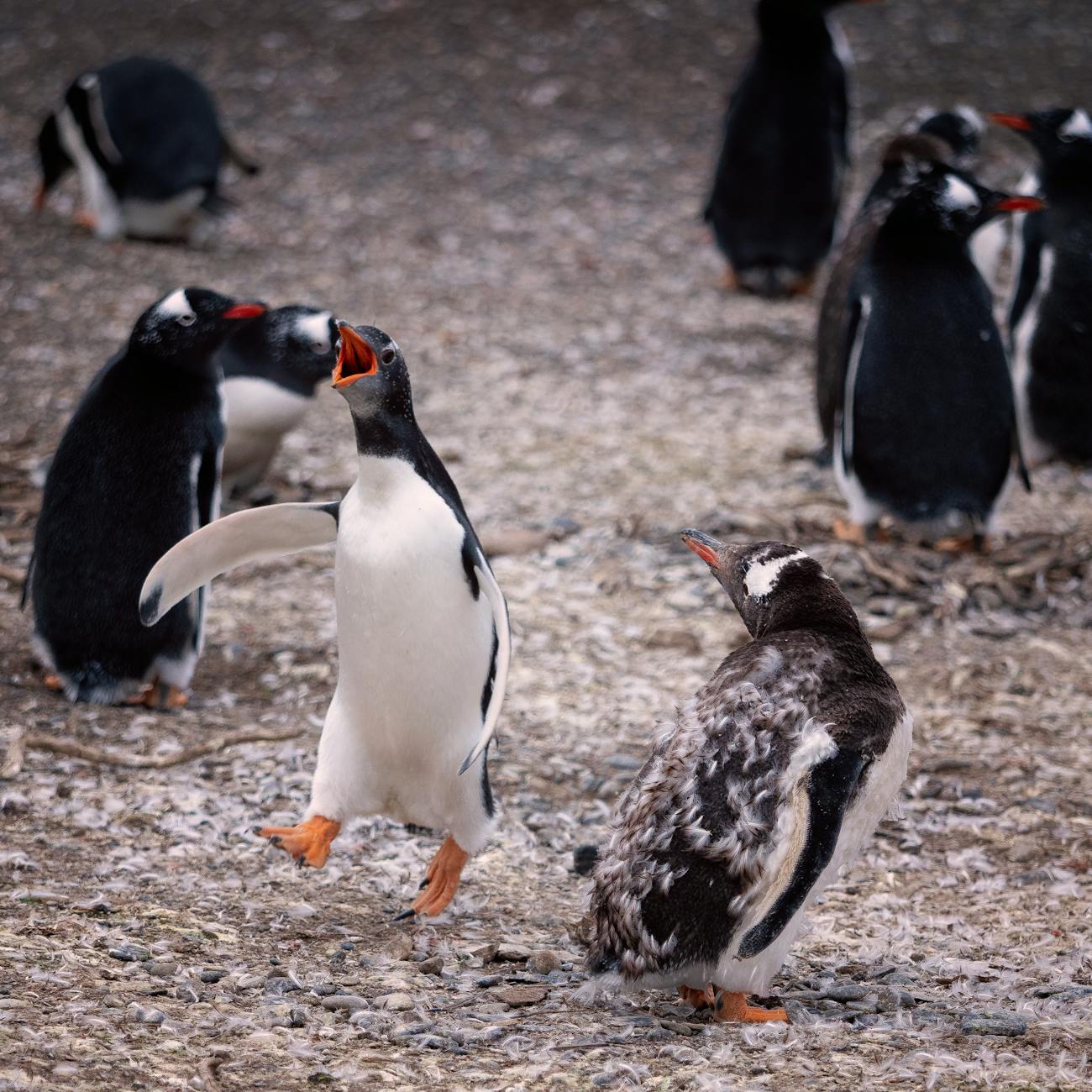Penguin Species and Identification