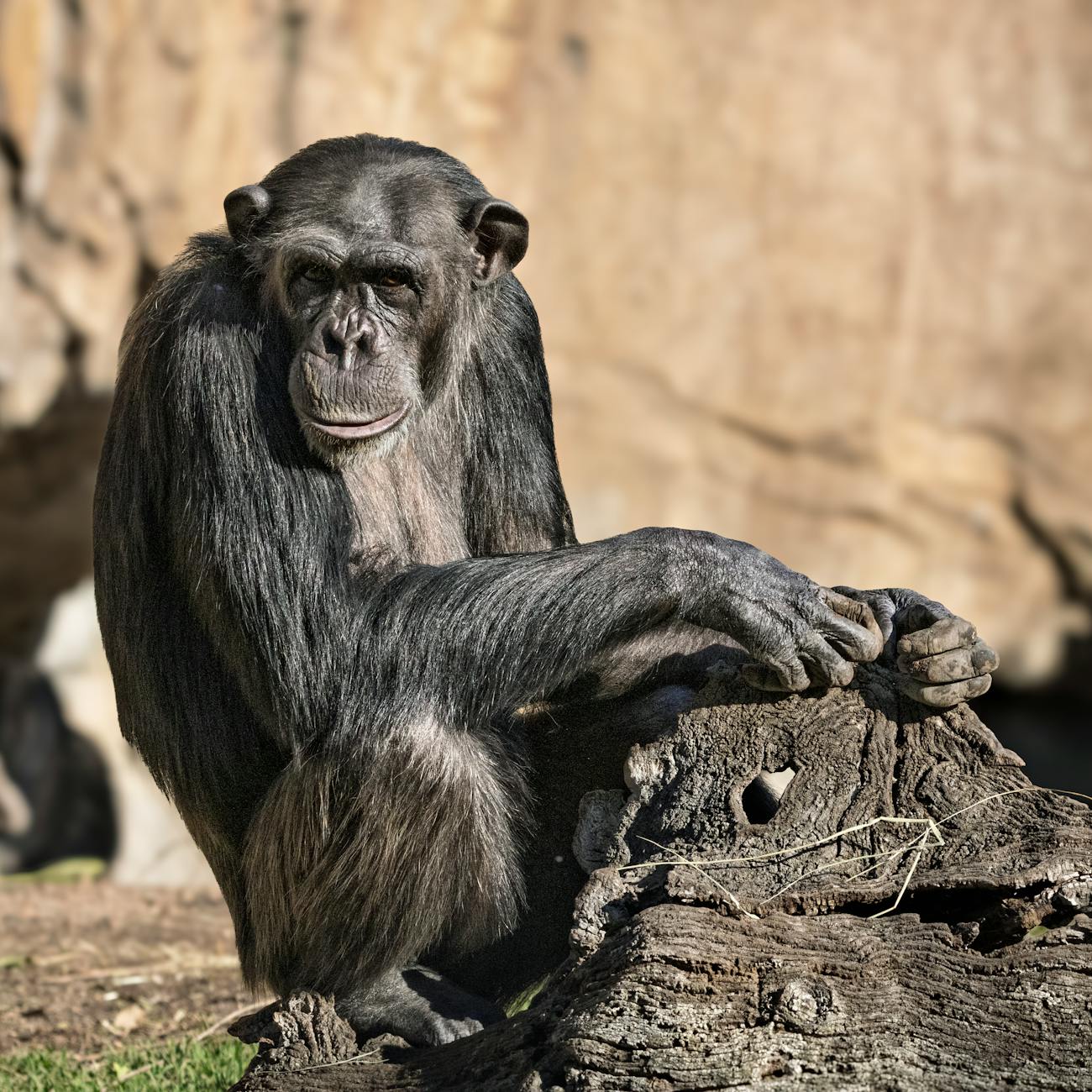 Primate Communication and Social Structure