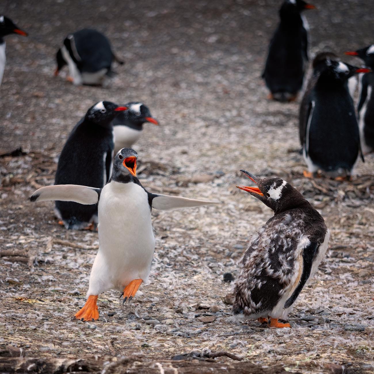 Penguin Rehabilitation Techniques