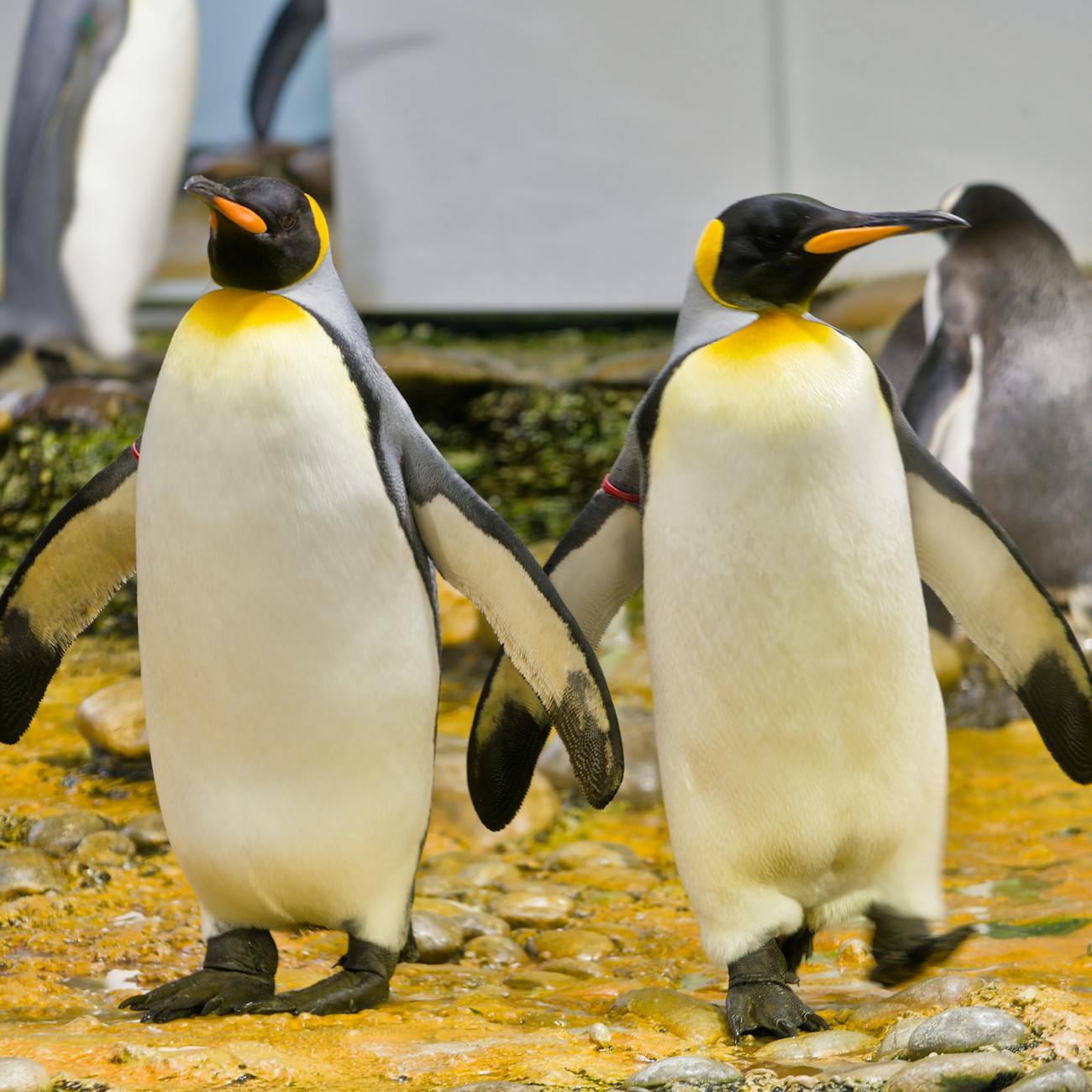 Penguin Enclosure Design and Maintenance