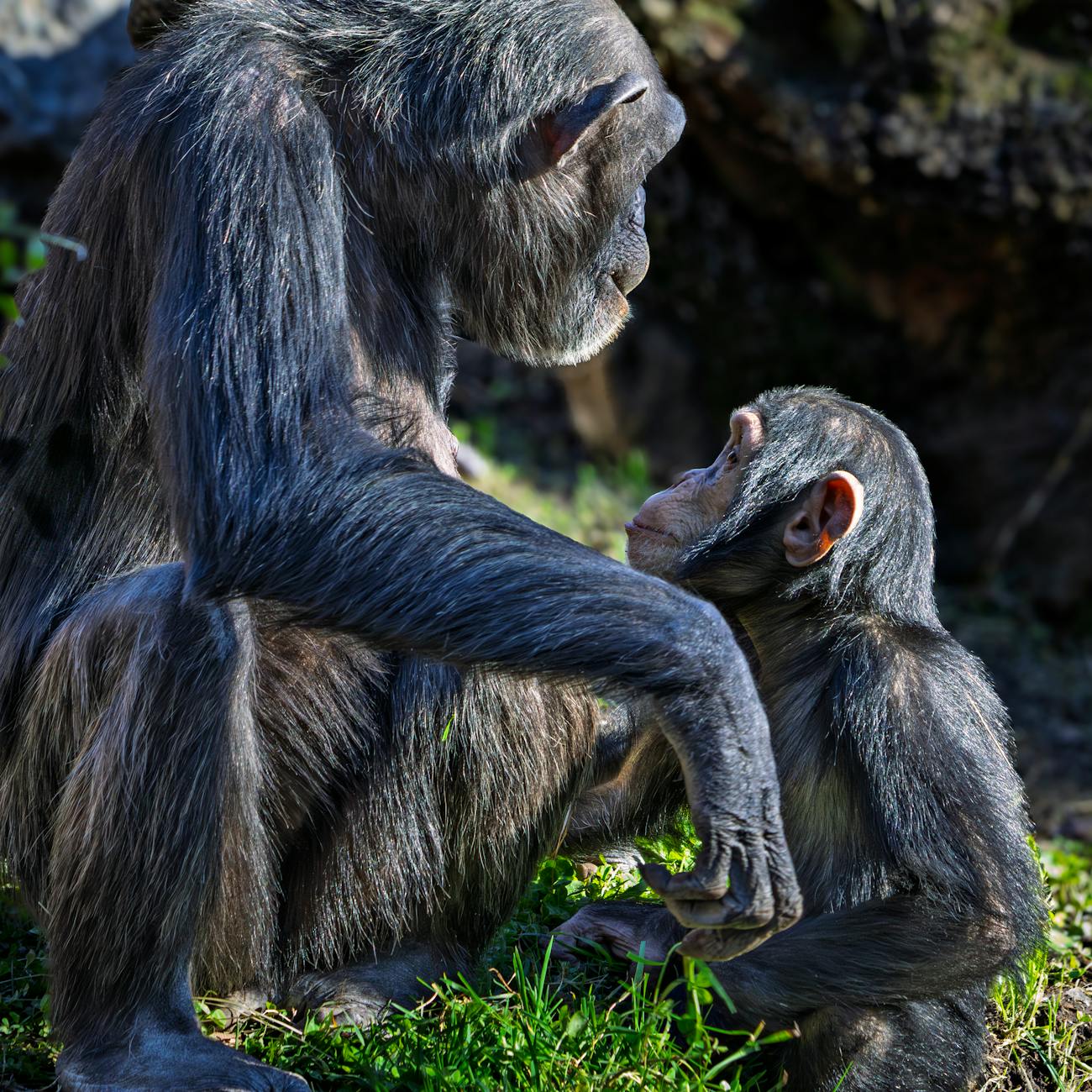 Statistical Modeling in Conservation Biology