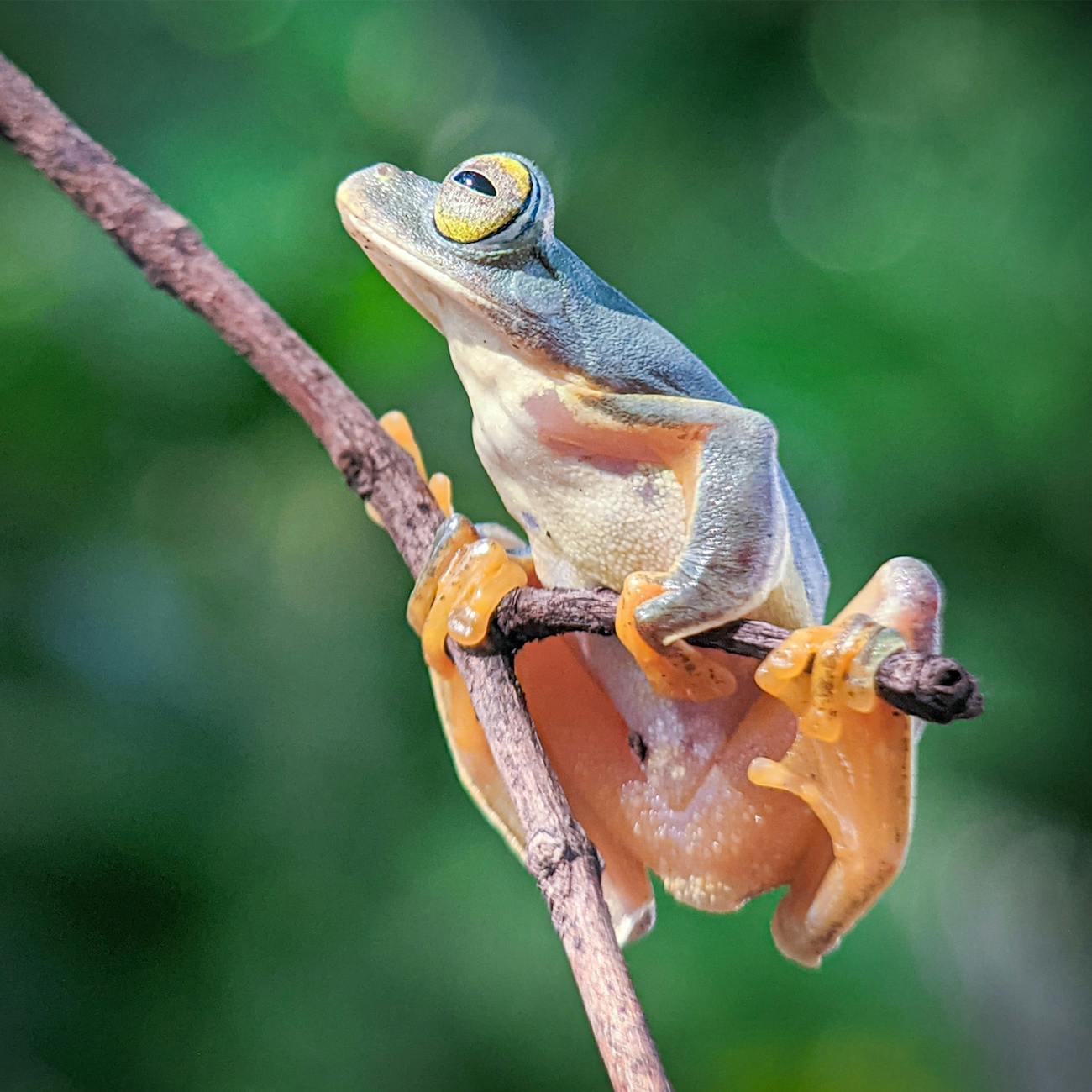 Species Distribution Modeling