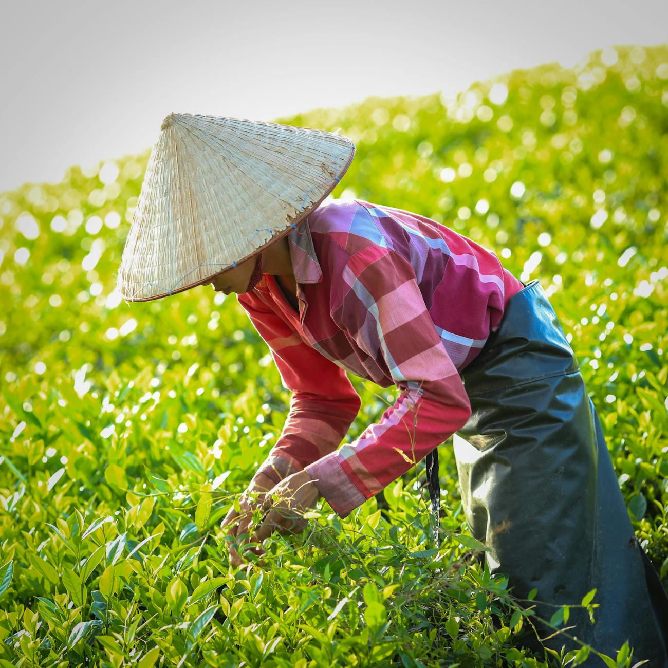 Tea Processing Methods