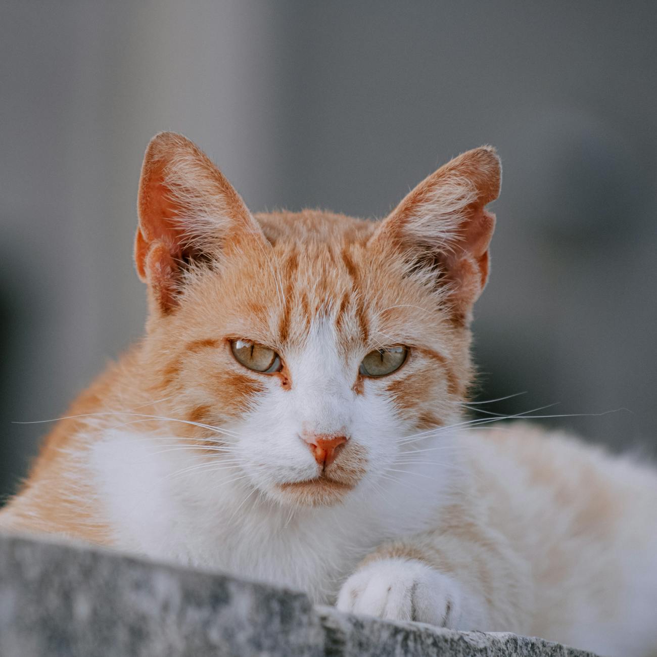 Drug Information Resources in Veterinary Pharmacy