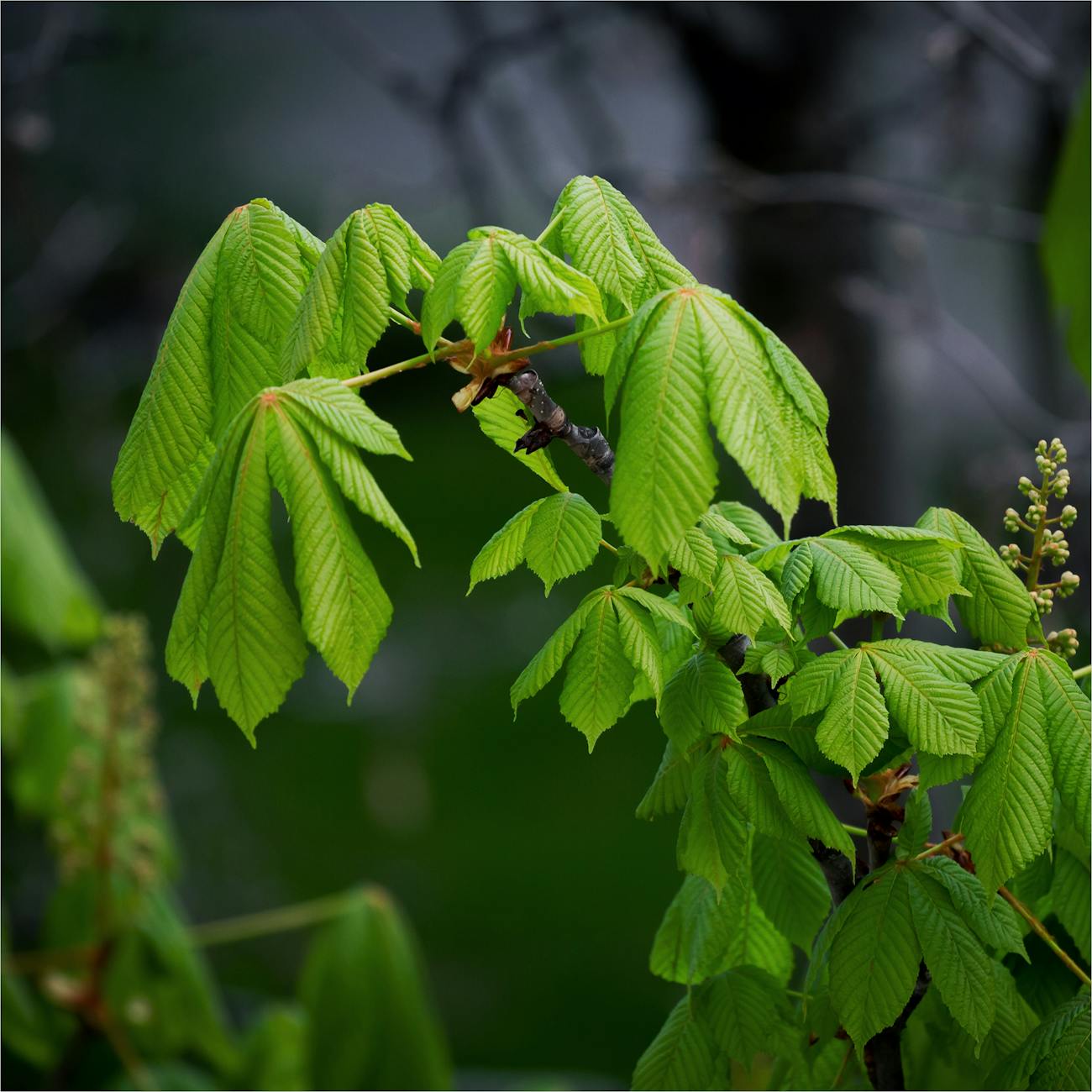Traditional Ecological Knowledge