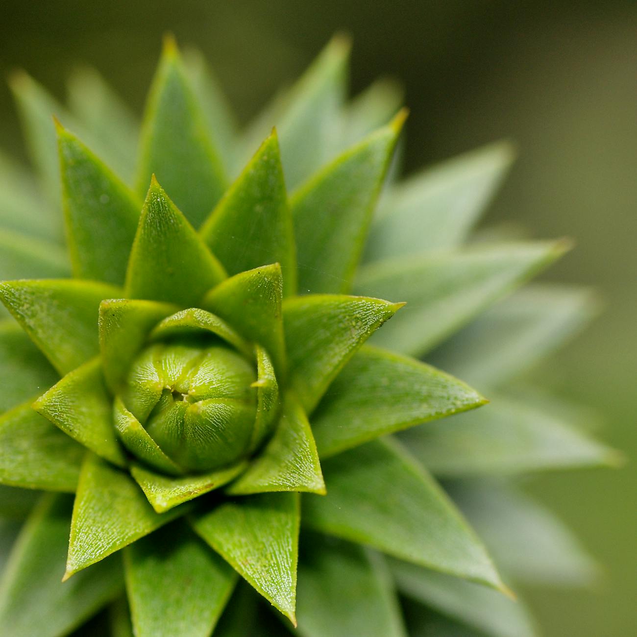 Medicinal Plant Use
