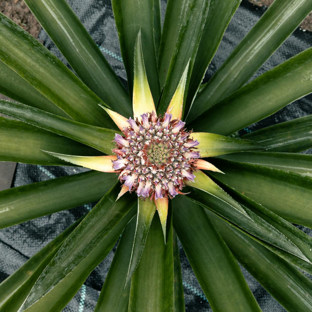Cultural Significance of Plants