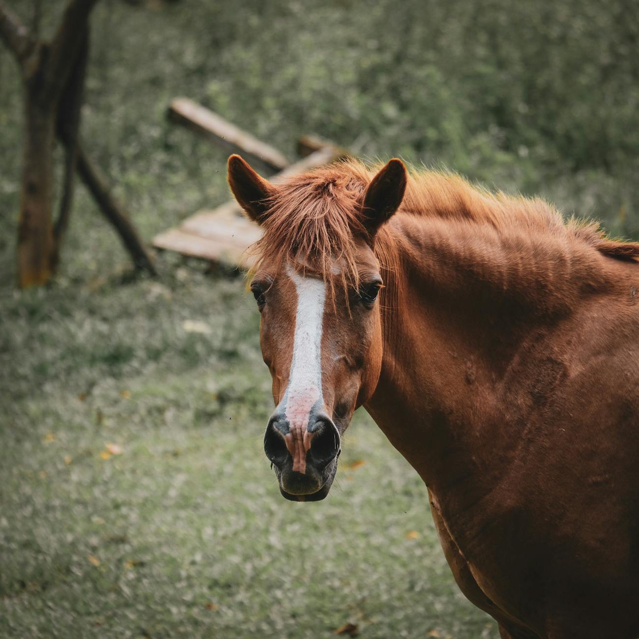 Meditation Techniques for Equine Therapy
