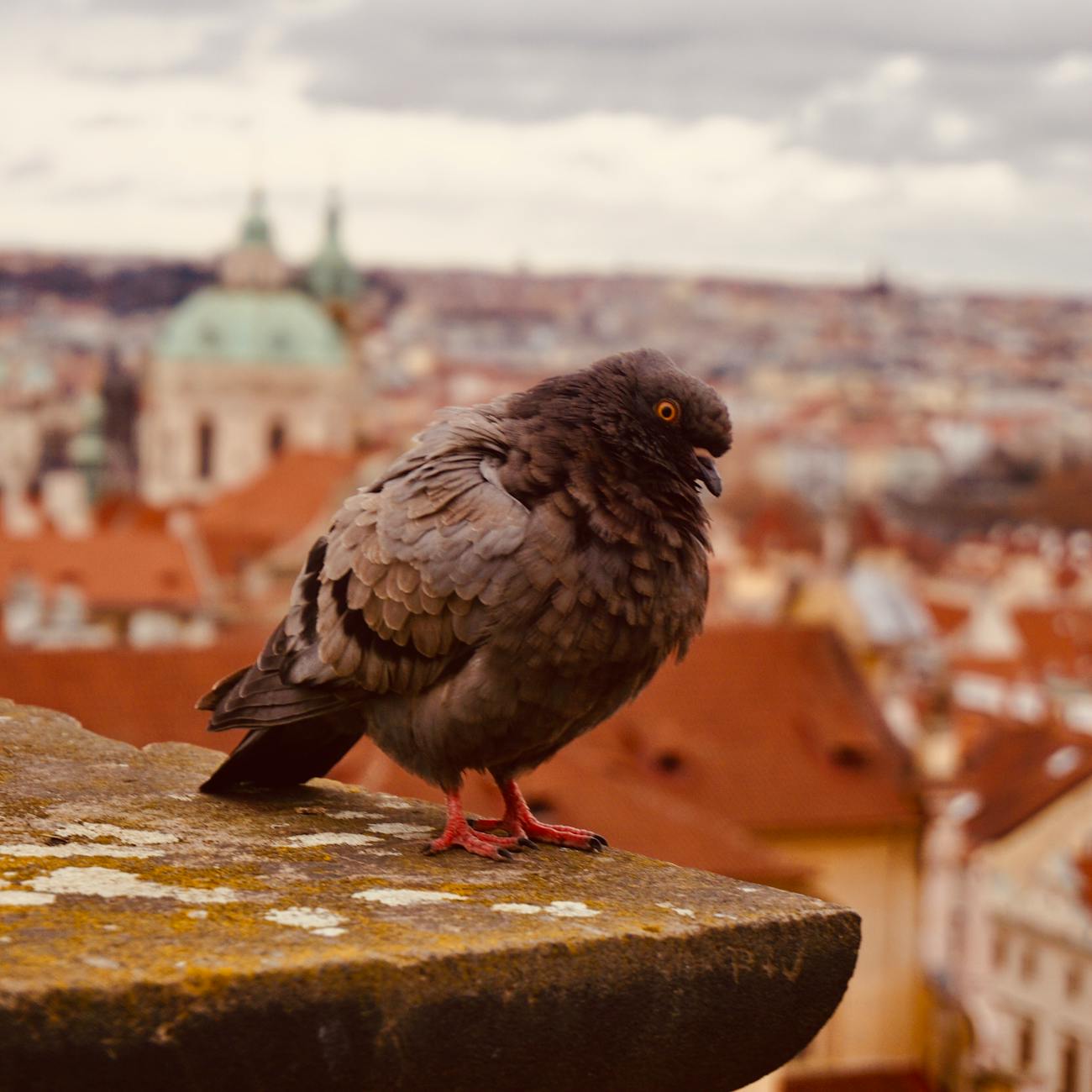 Pigeon Anatomy and Physiology