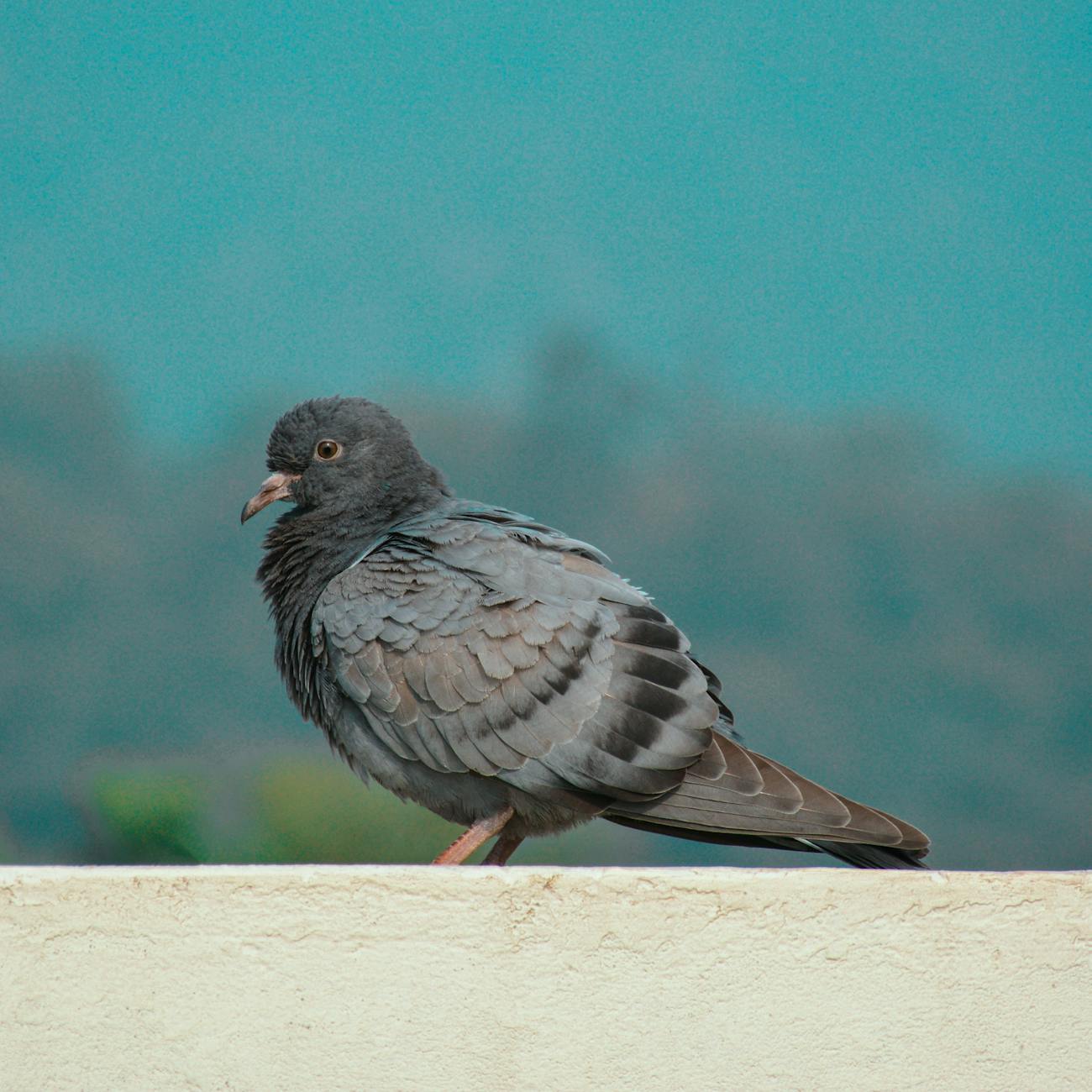Pigeon Loft Management