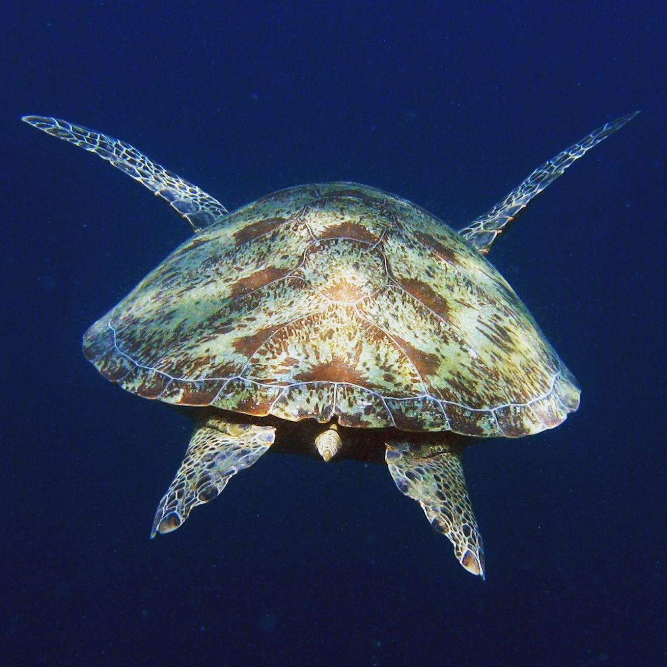 Marine Protected Areas Management