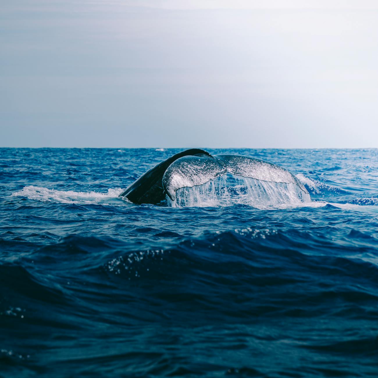 Machine Learning Applications in Marine Environments  