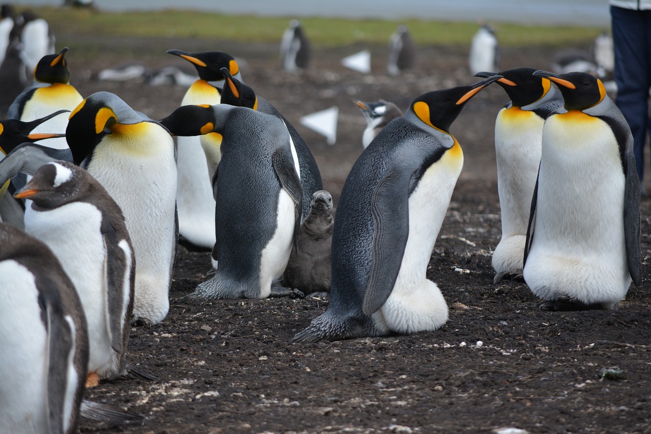 Penguin Enrichment and Habitat