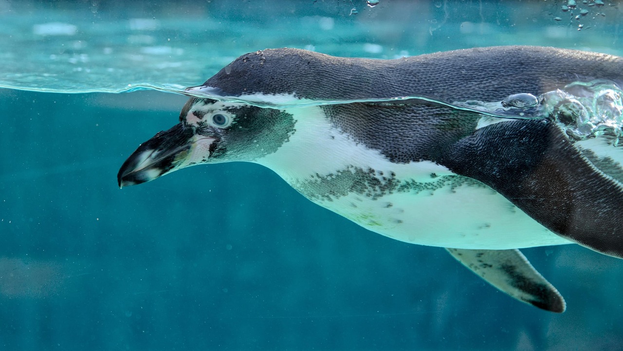 Penguin Handling and Restraint
