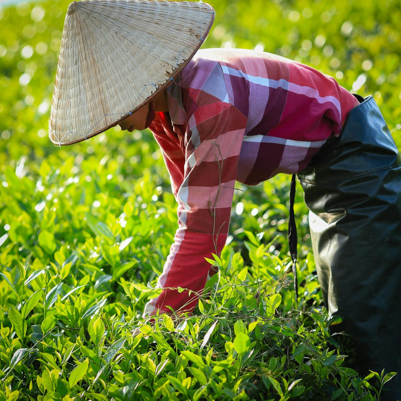 Sustainability Reporting in Agriculture