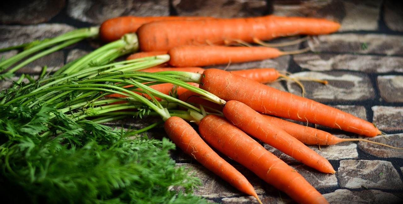Canine Nutrition Basics