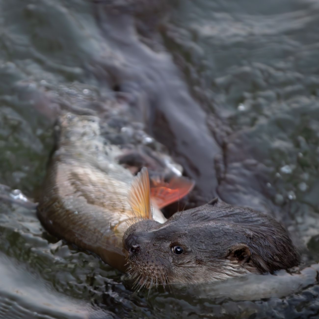 Observational Methods in Octopus Behavior