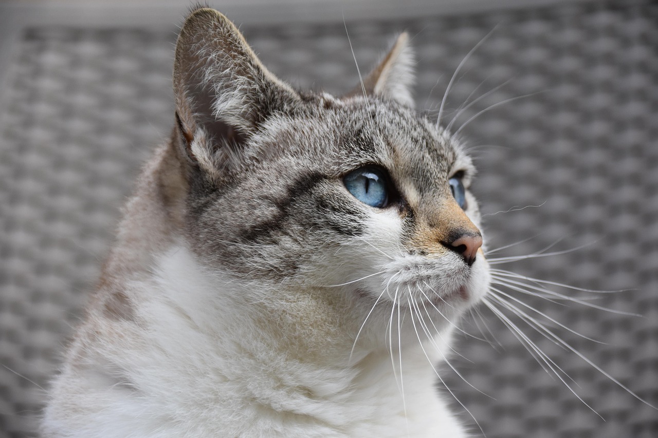 Cat Behavior and Handling