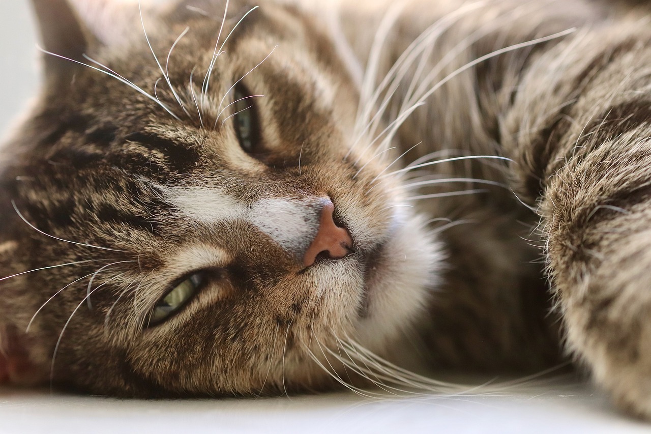 Cat Hair Trimming and Styling