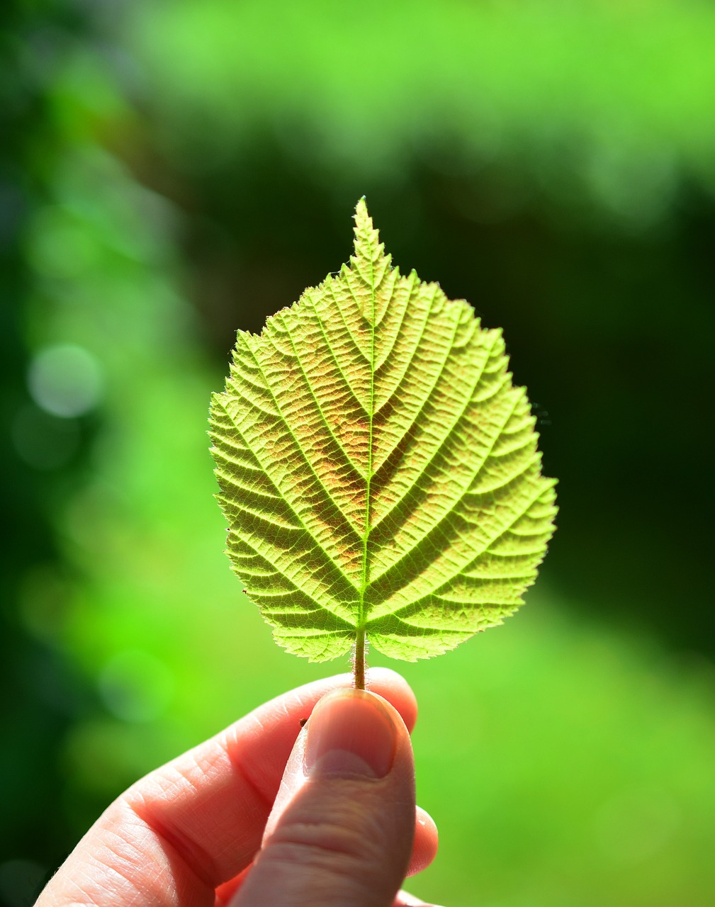 Regulatory and Policy Frameworks