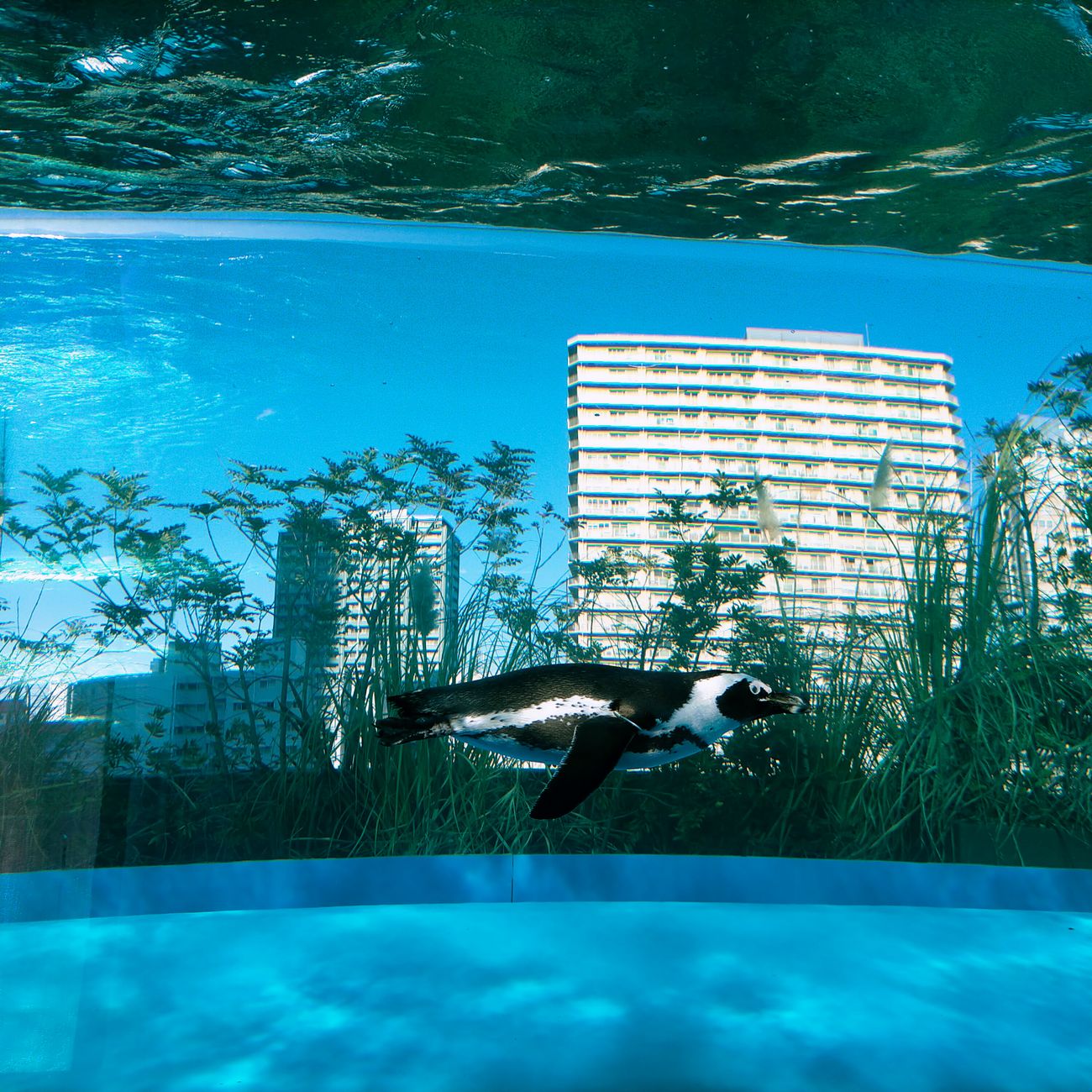Penguin Enclosure Design and Maintenance