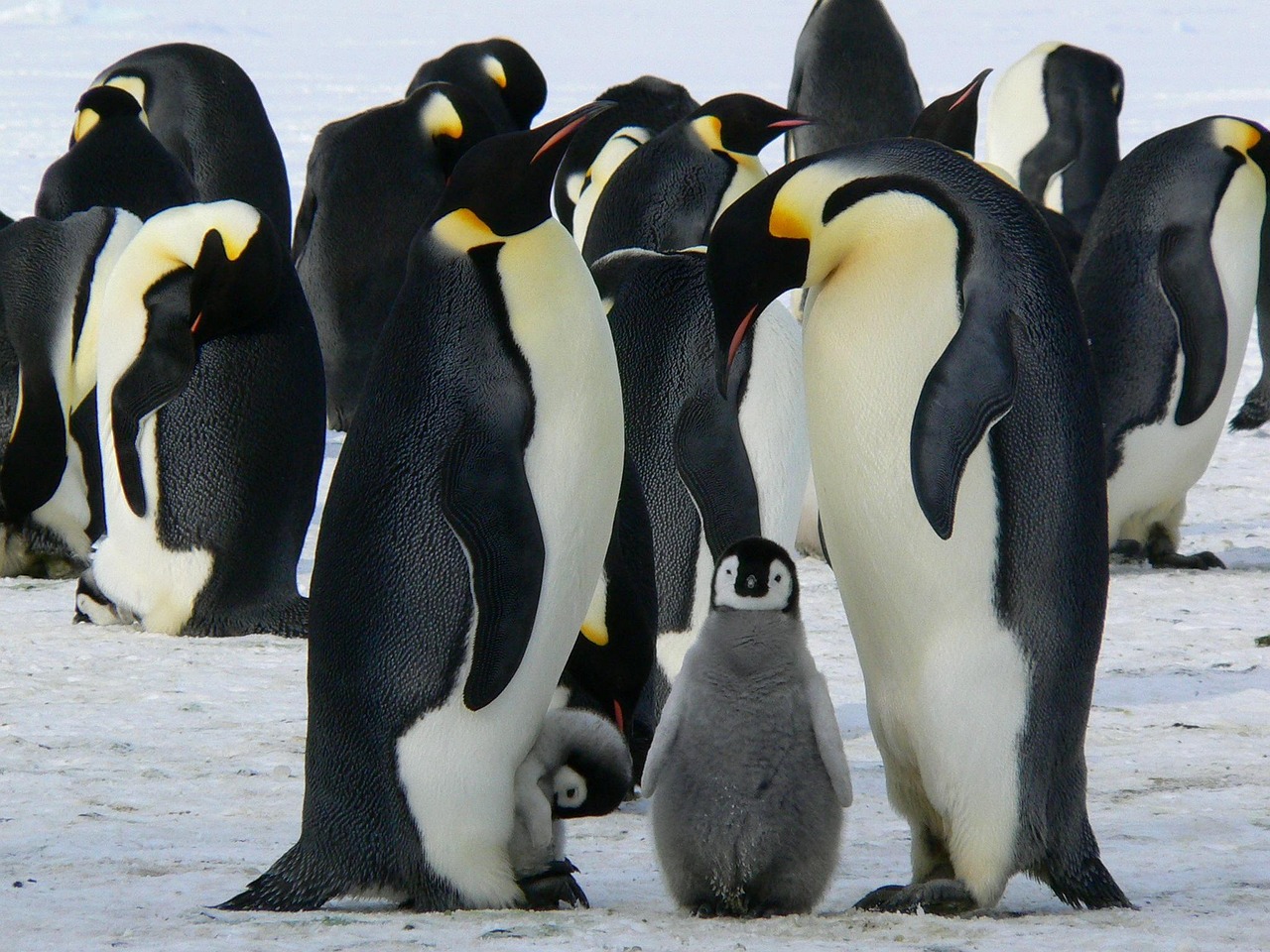Penguin Husbandry and Welfare