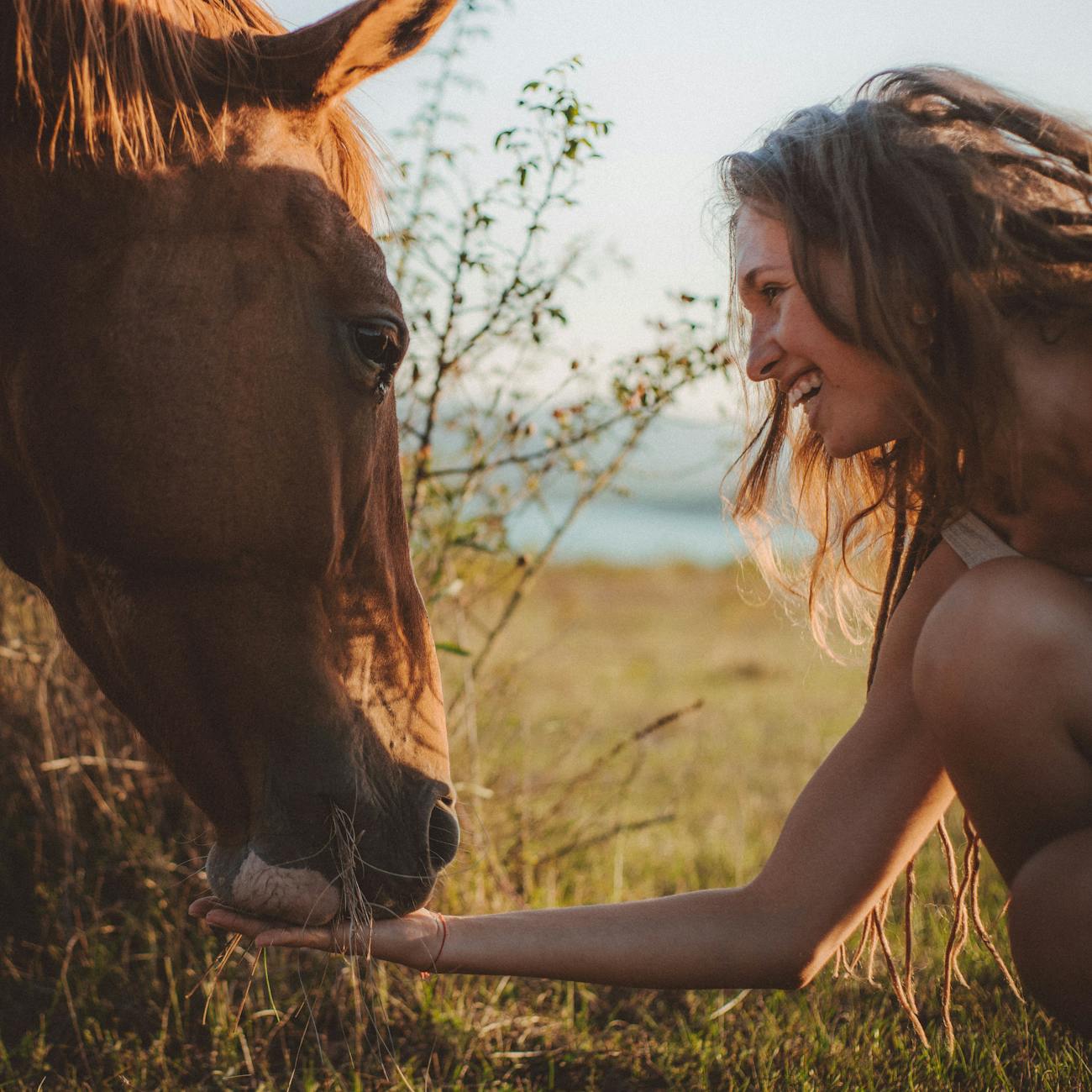 Equine Nutrition and Health