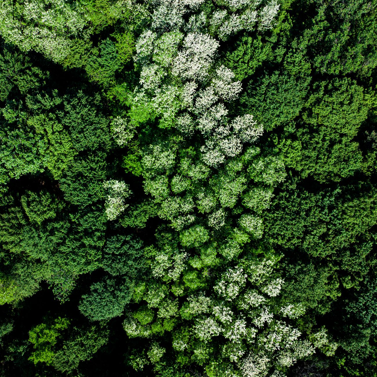 Corporate Social Responsibility Principles