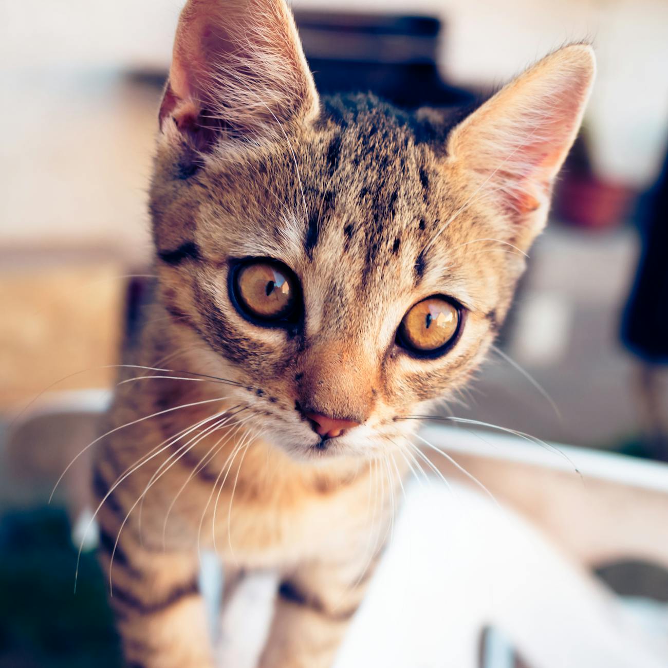 Nutrition and Diet for Pets