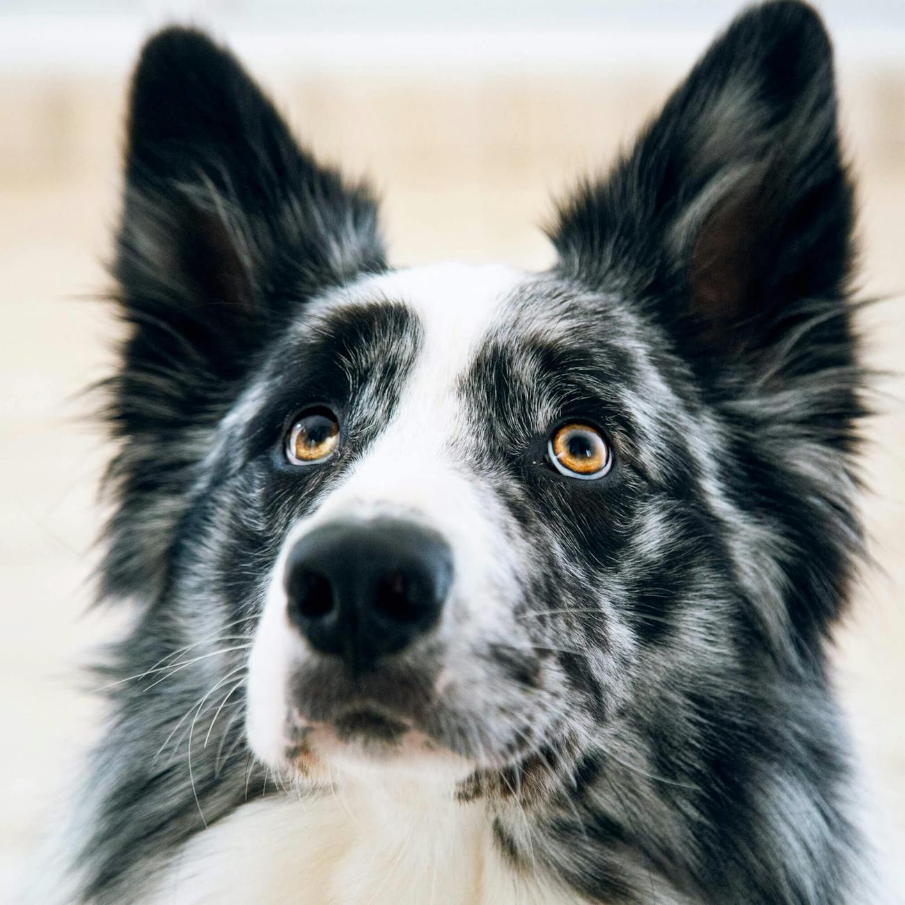 Aromatherapy for Pets