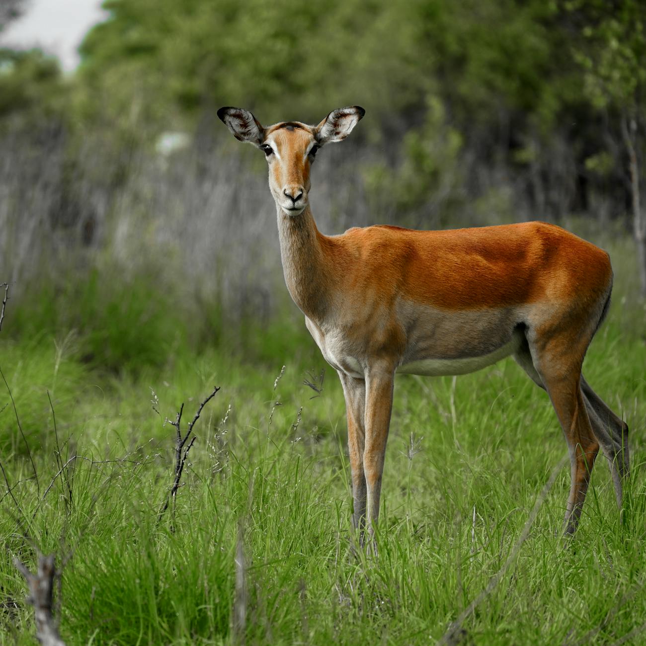 Image Recognition and Processing for Wildlife Conservation