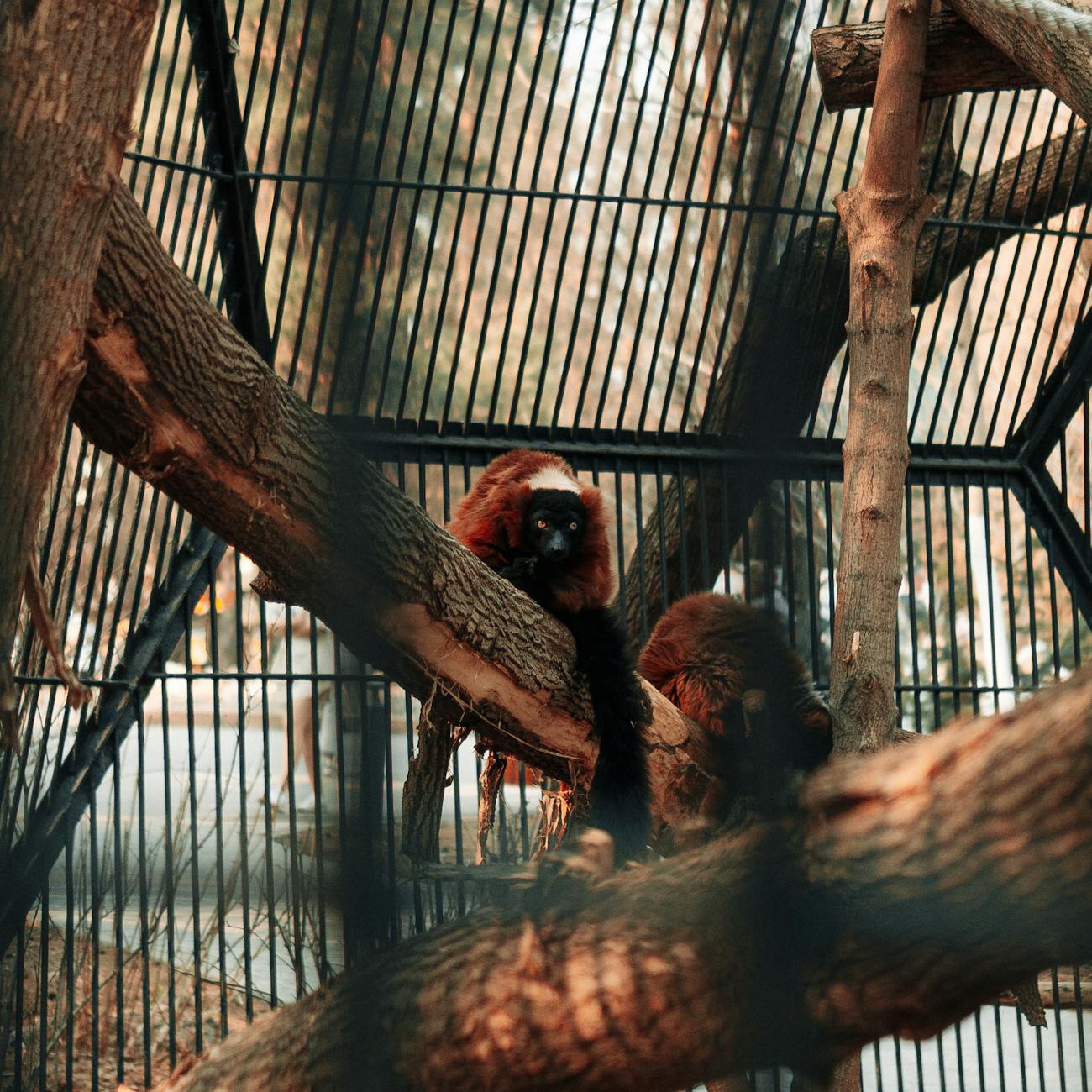 Natural Language Processing for Wildlife Conservation