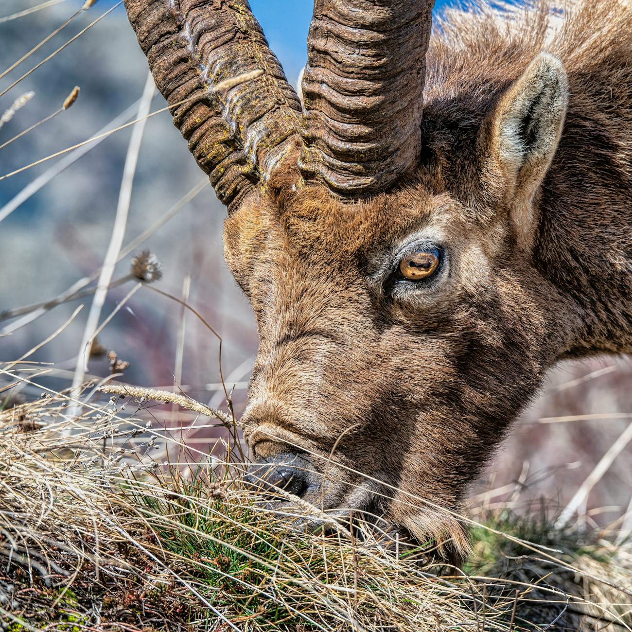 GIS and Remote Sensing Applications in Wildlife Conservation