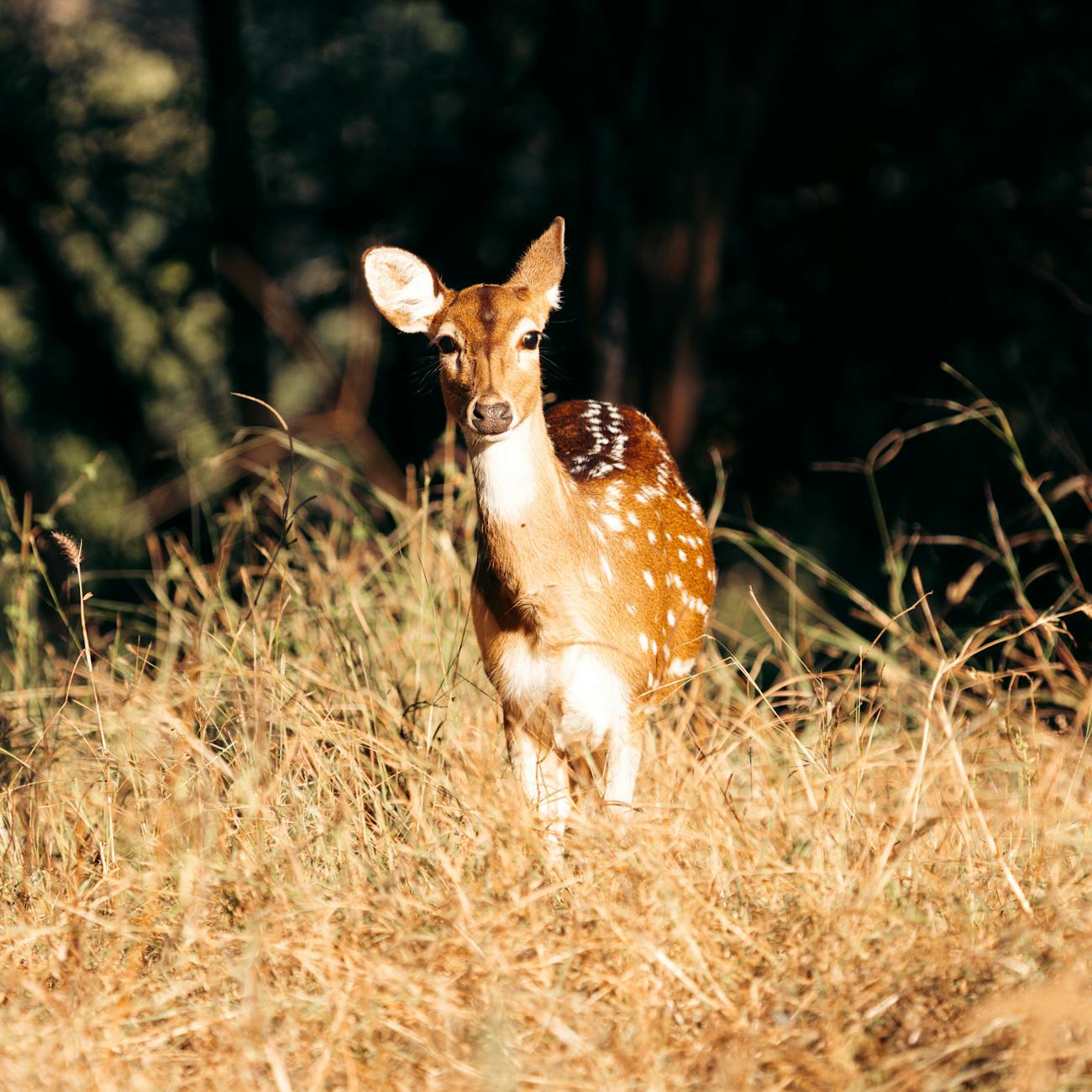 AI Tools for Threat Detection in Wildlife Conservation