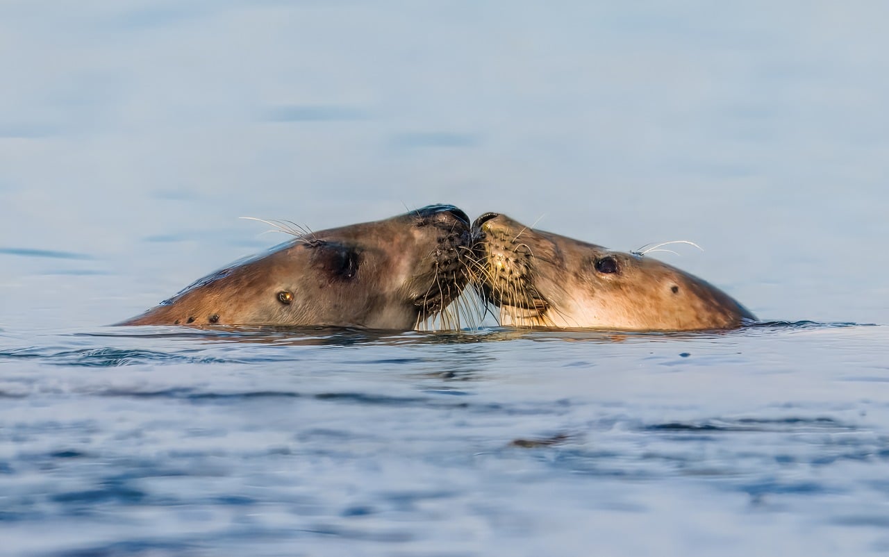 Anatomy of Marine Mammals