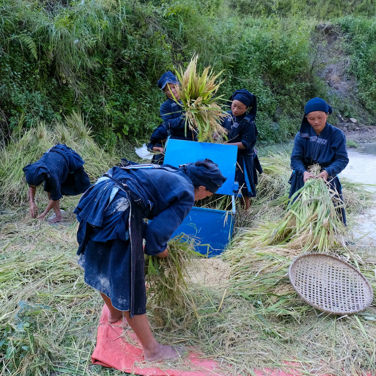 Mussel Harvesting and Processing