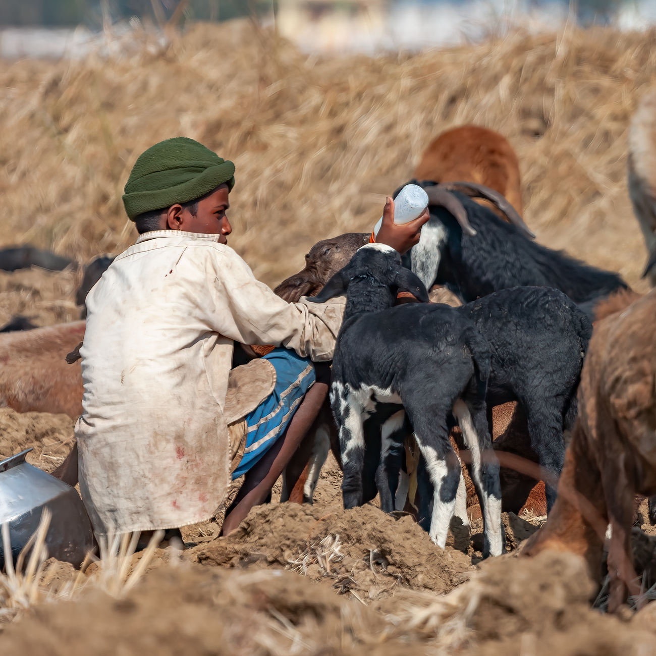 Ethics in End-of-Life Care for Animals