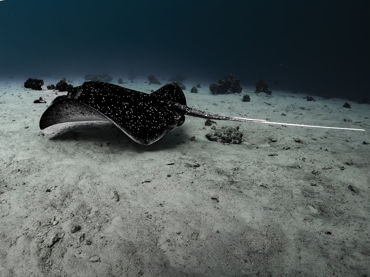 Computer Vision for Underwater Robotics