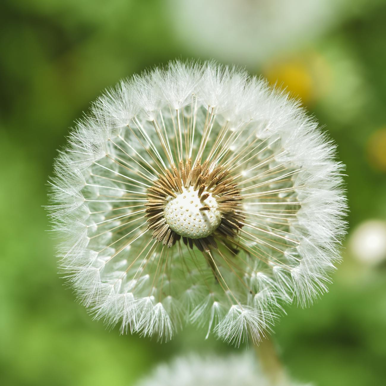 Integrative and Functional Medicine Practice
