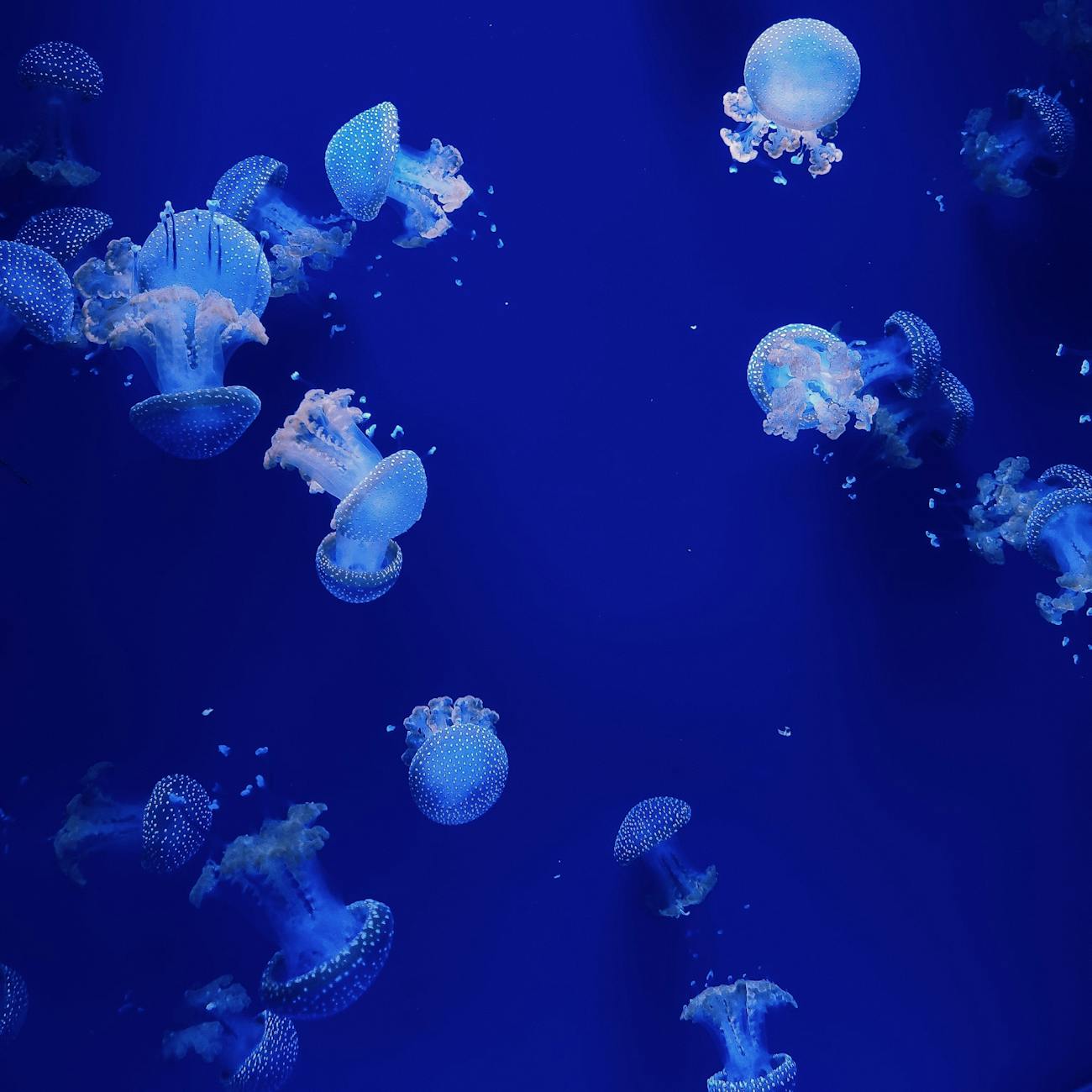 Plankton Adaptations to Changing Environments
