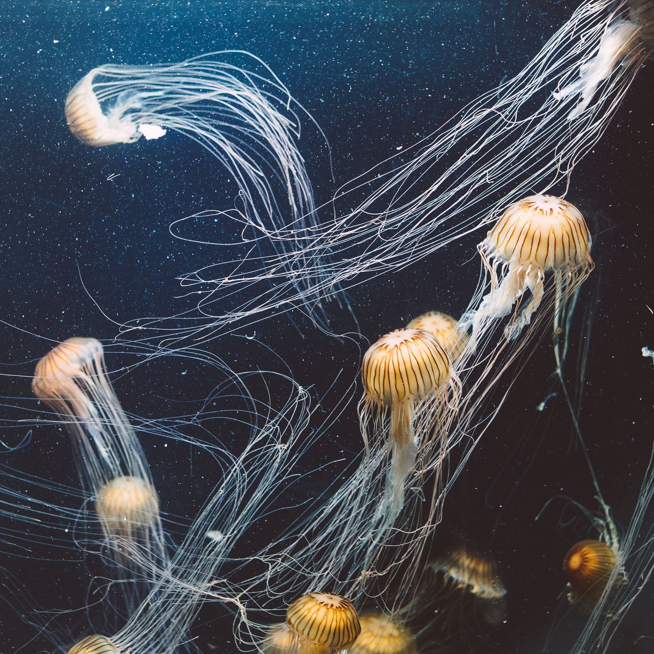 Planktonic Food Webs and Energy Transfer