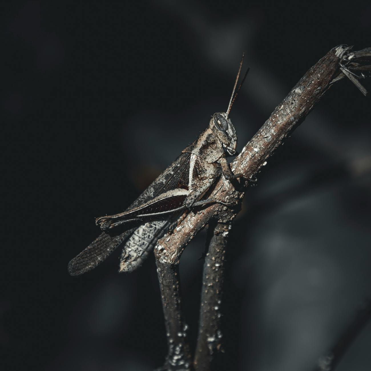 Computer Vision for Species Identification