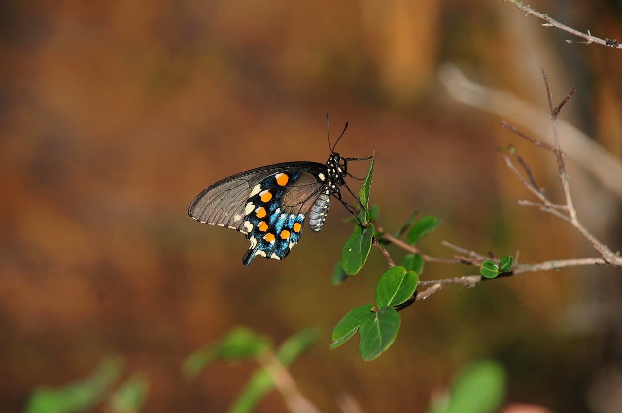 Biodiversity Conservation Practices