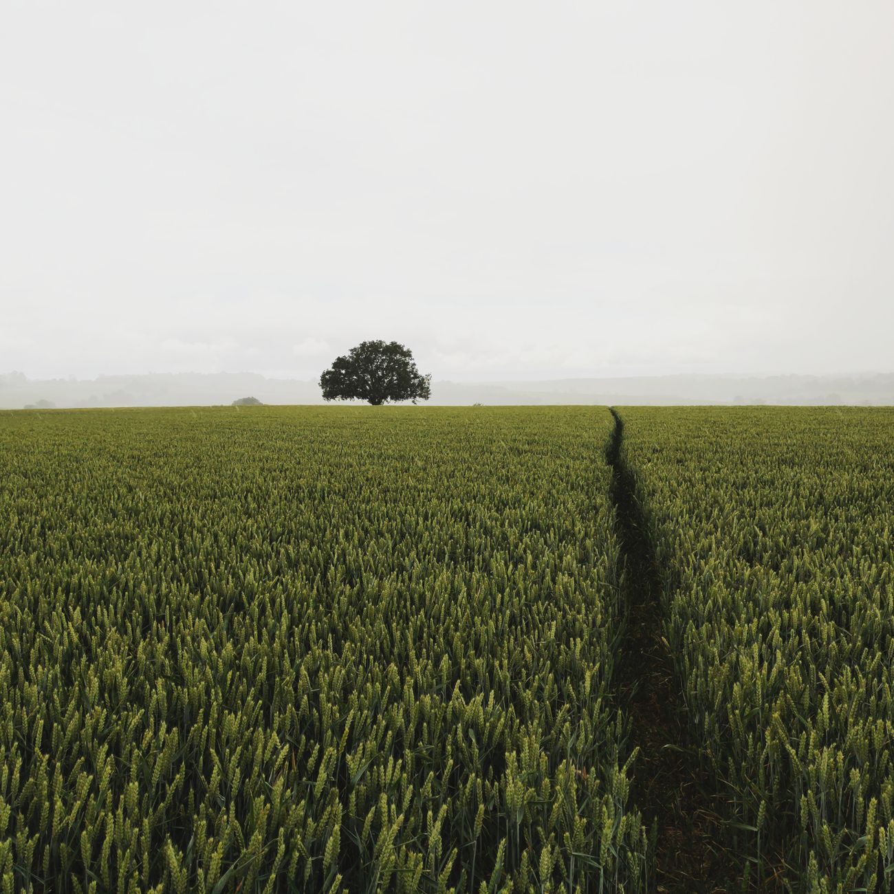 Plant Diversity and Succession Planning