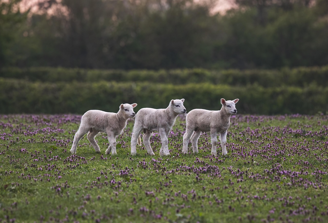 Livestock Integration in Regenerative Agriculture