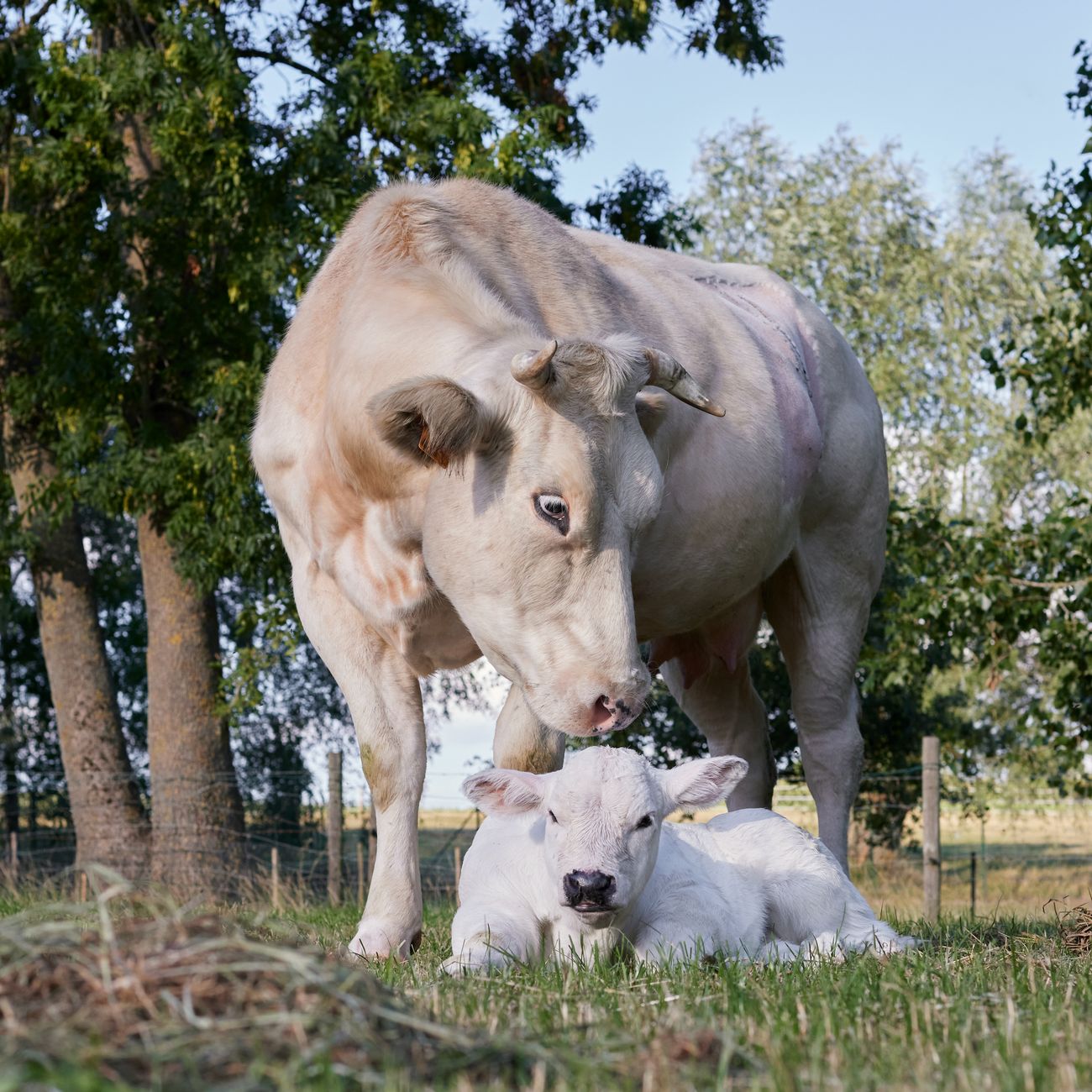 Genetic Improvement Programs