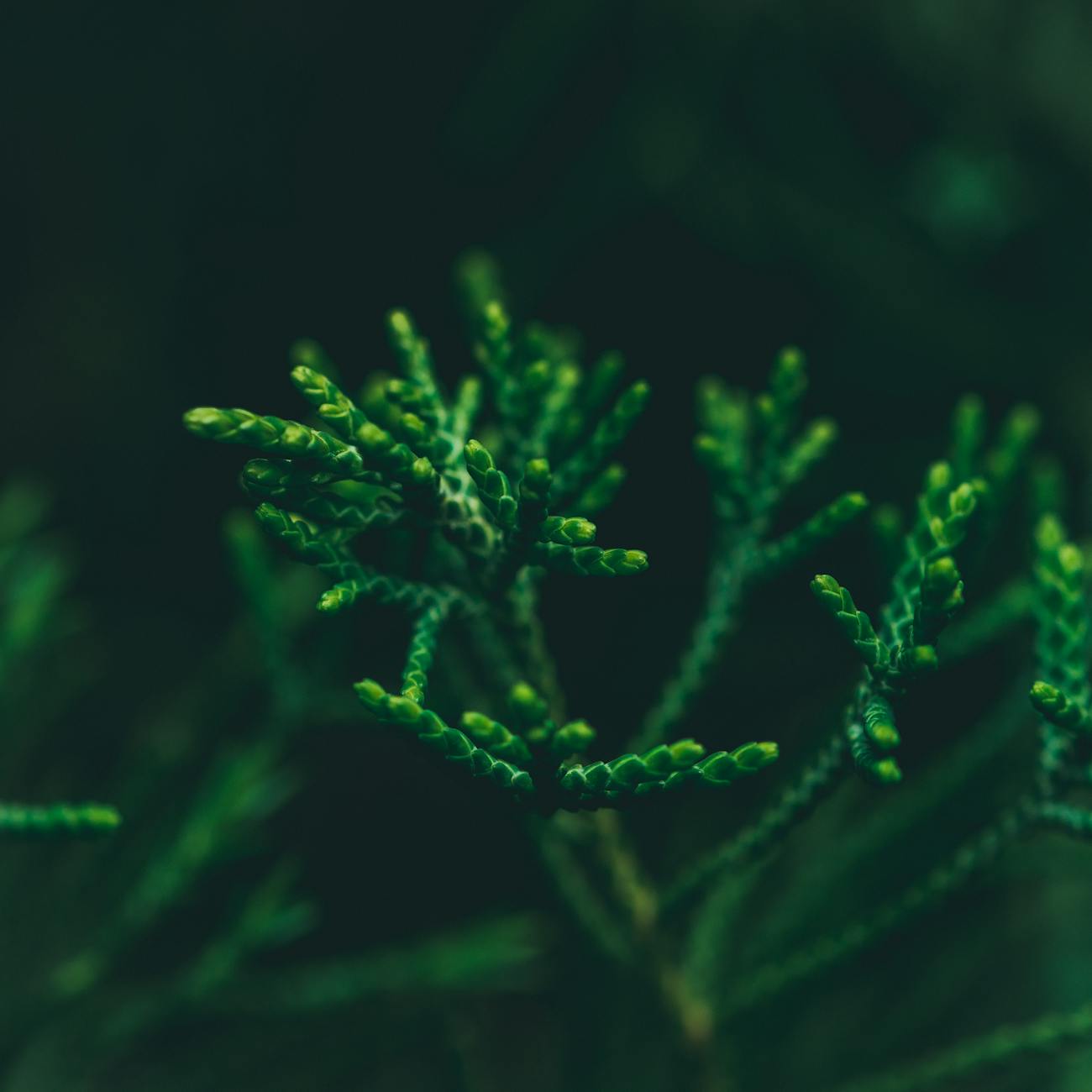 Plant Physiology and Adaptation