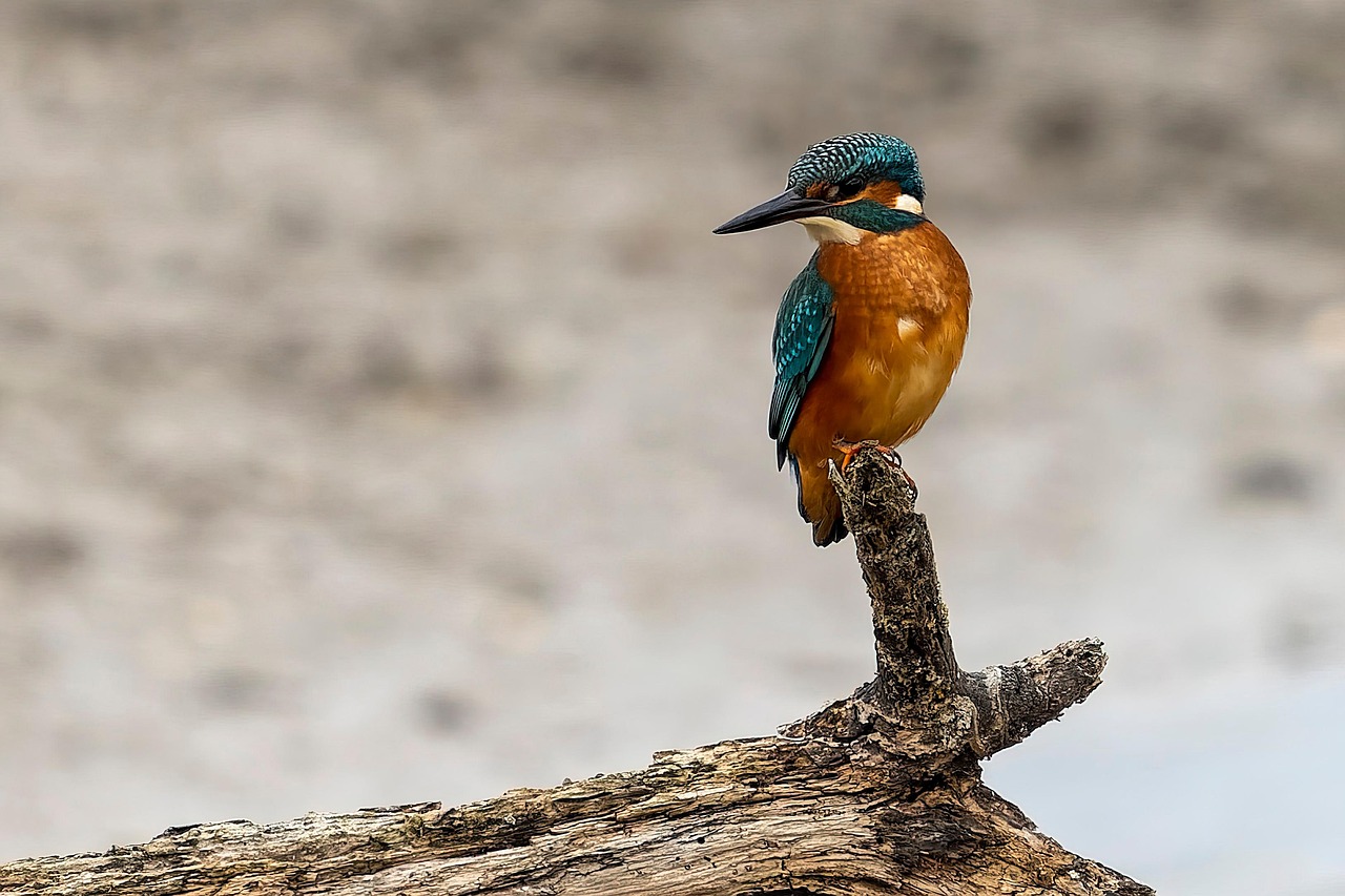 Habitat Assessment and Monitoring