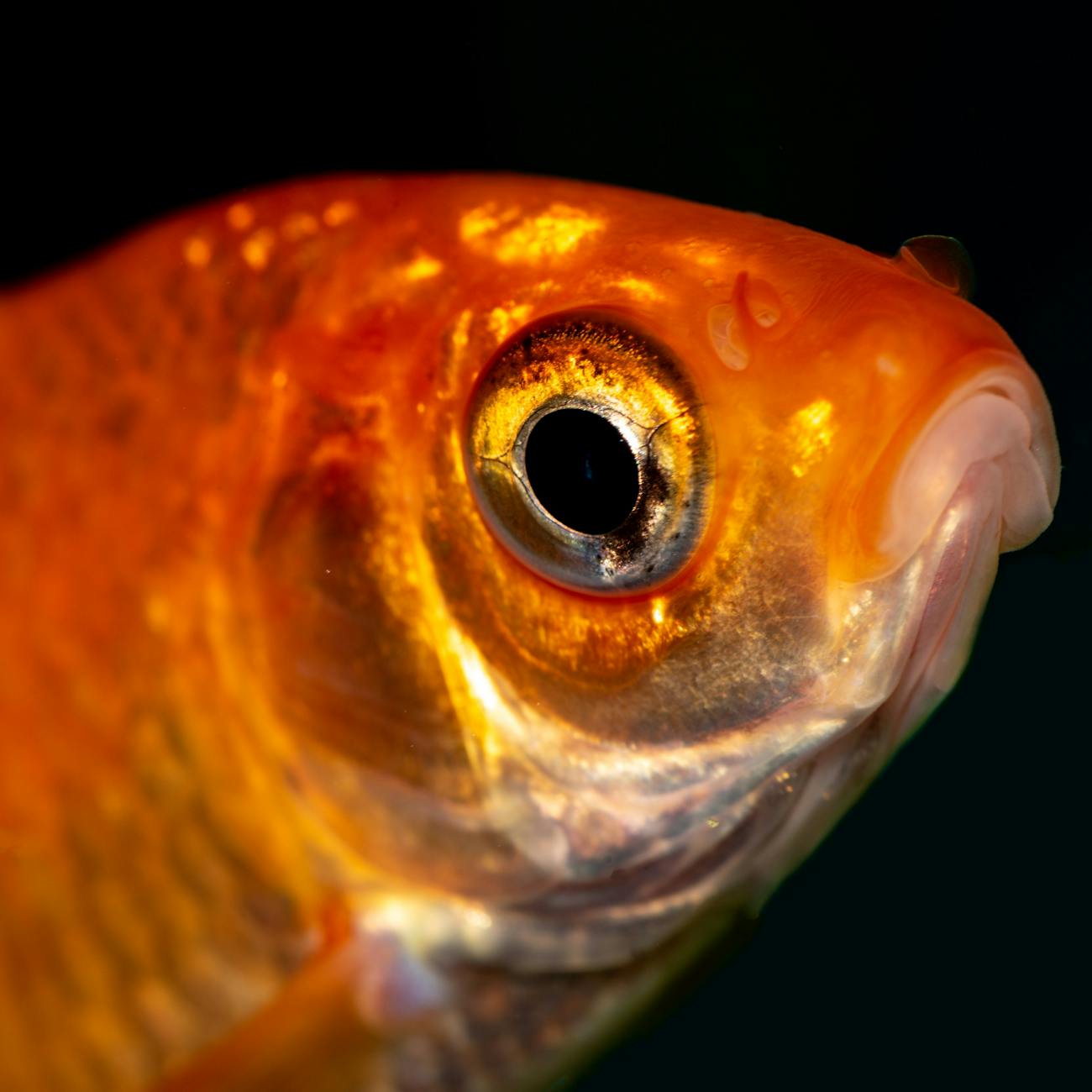 Fish Health and Diseases